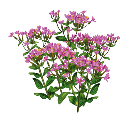 Centaury in Tropfen Alkotox