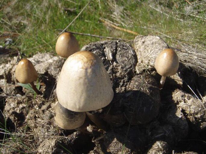 Pilz -Mist